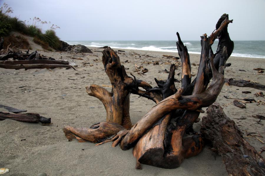 Wunderschönes Strandgut verzierte den Strand.