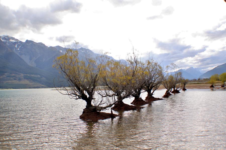 Weiden im Lake Wakatipu.