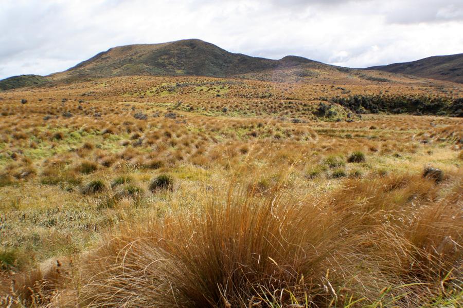 Red Tussock ist eine Grasart, die in der gemäßigten südlichen Hemisphäre Neuseelands massenhaft wächst.