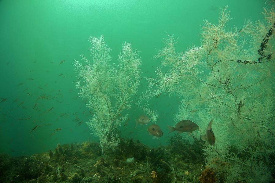 Ein Unterwasserobservatorium (Milford Deep) ermöglicht es, schwarze Korallen zu sehen, die gewöhnlich sonst nur in tieferem Wasser gefunden werden. 