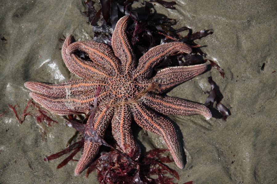 Ab und an findet man im Strandgut auch große, farbige Seesterne.