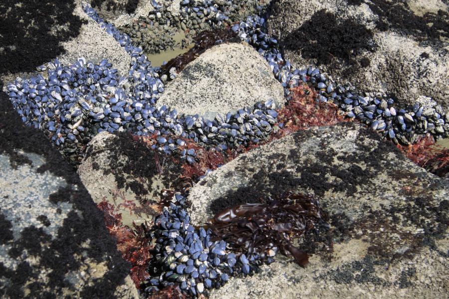 Miesmuscheln verbreiten sich zwischen den Steinen in der Colac Bay und bilden schöne Muster.