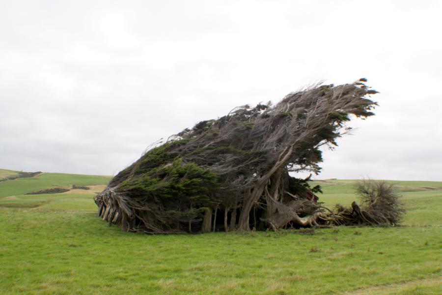 Windflüchter am Kuka Piont.