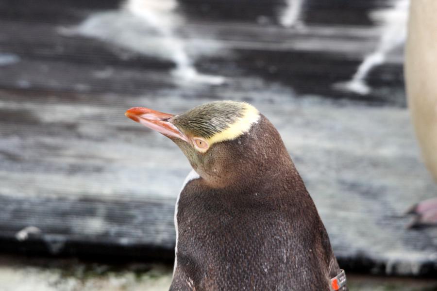 Der Gelbaugenpinguin erreicht eine Körpergröße zwischen 58 bis 76 Zentimeter. Wie bei vielen anderen Pinguinarten variiert das Gewicht während des Jahres sehr stark. Männchen wiegen zwischen 4,4 und 8,5 Kilogramm. Weibchen wiegen zwischen 4,2 und 7,5 Kilogramm. 