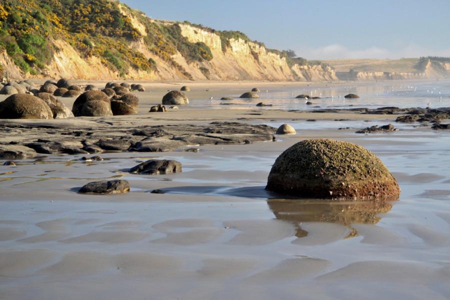 Die tonnenschweren, fast symmetrisch runden Steinkugeln am Strand sind eine geologische Kuriosität. Sie haben bis zu 4 m Durchmesser und liegen herum, als hätten Riesenkinder mit Murmeln gespielt. Tatsächlich wurden sie vor 60 Mio. Jahren auf dem Meeresboden aus Ablagerungen von Kalksalzen geformt. Seither hat sich das Land gehoben und die von der Natur geschaffene Skulpturensammlung offen-gelegt. Die allerdings längst nicht mehr vollständig ist. Denn viele der leichteren Steinkugeln haben Souvenirjäger mitgehen lassen. 