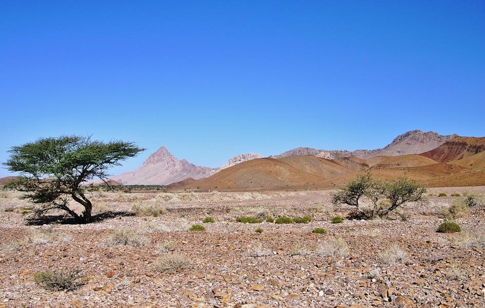 Spärlicher Strauchbestand und fast nur Geröll kennzeichnen die Wüstenlandschaft im Gebiet von Al-Ain.