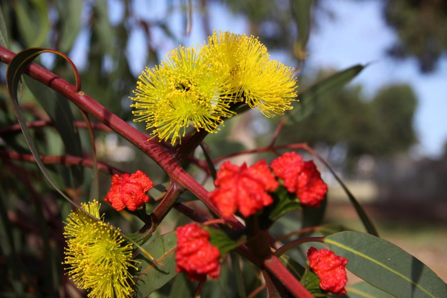 In der Region um Geraldton blühte der Rote Eukalyptus.