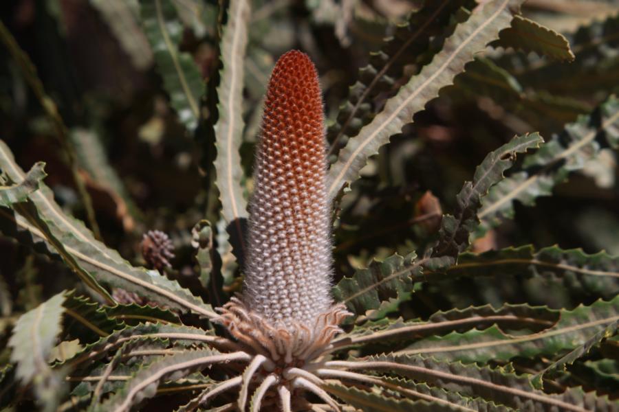 Banksia