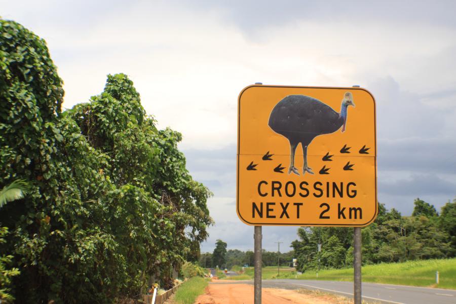 Die Kasuare (Casuarius) sind eine Gattung großer flugunfähiger Vögel aus der Ordnung der Laufvögel. Der Helmkasuar lebt in Queensland. Die Kasuare sind scheue Vögel, die tief im Wald leben und sich meist schon entfernen, bevor ein Mensch ihre Anwesenheit bemerkt. Wir hatten Glück, drei Exemplare aus nächster Nähe zu sehen.