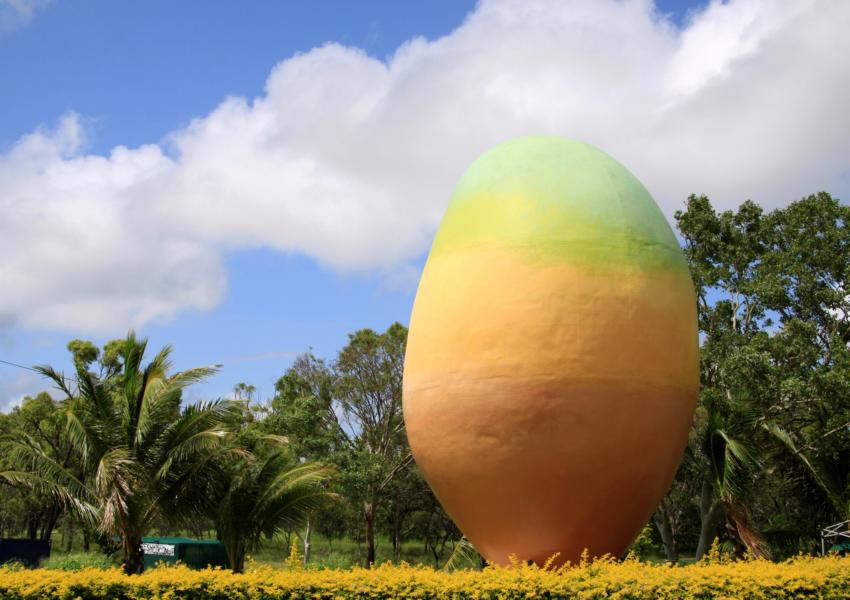 Neben Bananen werden hier auch Mangofrüchte angebaut. Unübersehbar sich die Werbepunkte.