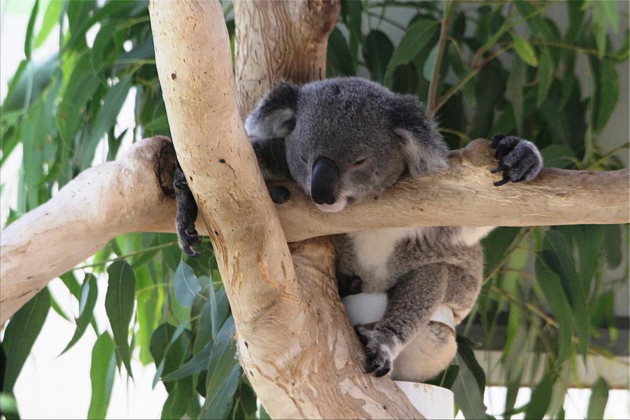 Koala in Schlafstellung.