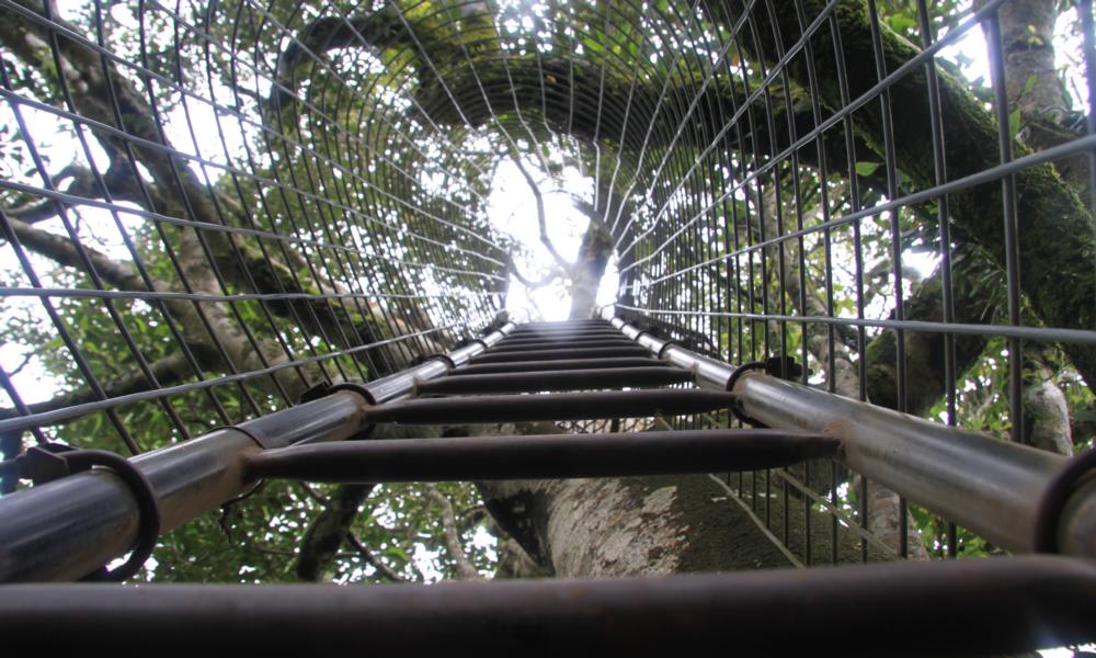 Aufstieg zur Hängebrücke in den Gipfeln des Regenwaldes.