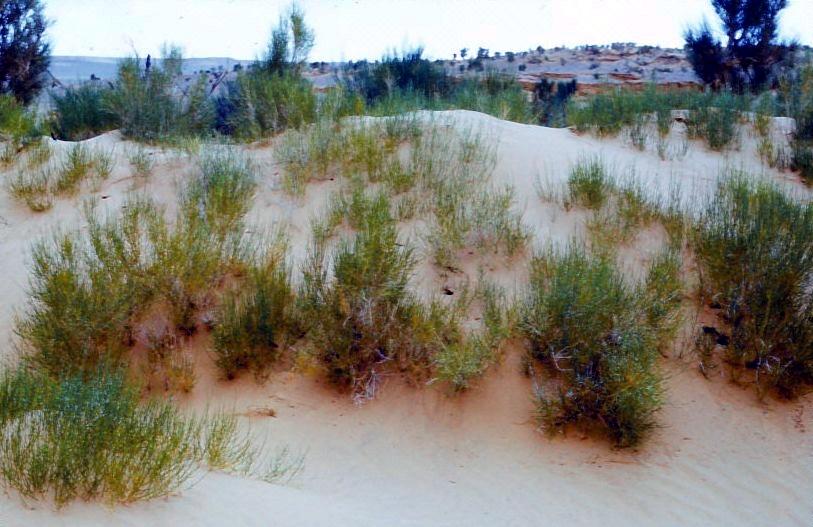 Saksaulsträucher halten den Sand auf. In den Hügeln leben die schnellen Springmäuse.