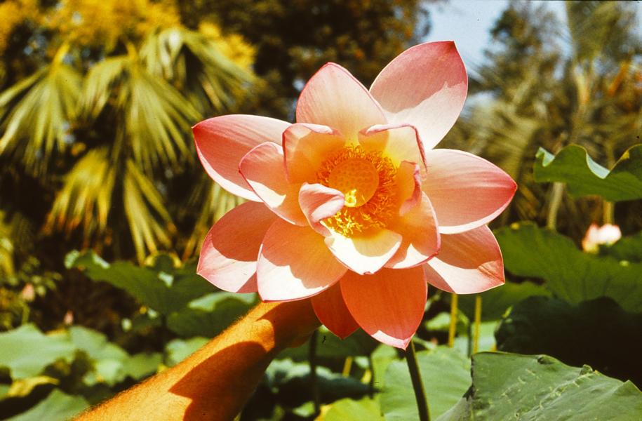 Lotosblüte in voller Pracht.