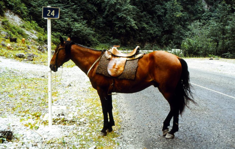 Das Pferd ist dabei ein wichtiger Helfer.