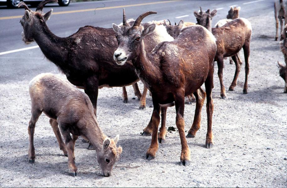 Bei den Tangle Falls liefen uns an Menschen bereits gewöhnte Bighornschafe mit ihren Jungen über den Weg.