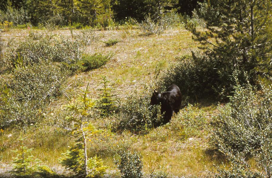 Ein Schwarzbär mit Sender war bereits in den Morgenstunden unterwegs.