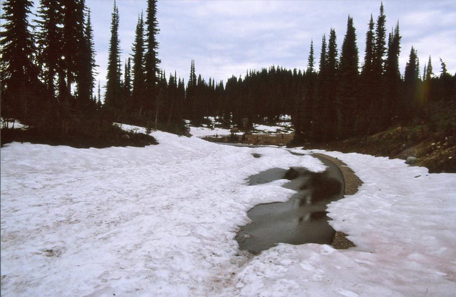 In den Schneeflächen des Mount-Revelstoke-Nationalparks taute es.