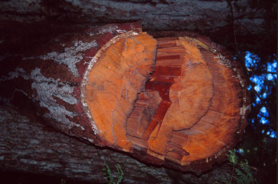 Die rötliche Farbe des Holzes der umgeworfenen Bäume variierte.