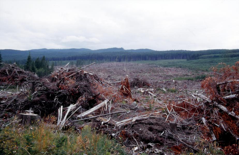 Kahlschlag auf dem Weg nach Port Renfrew.