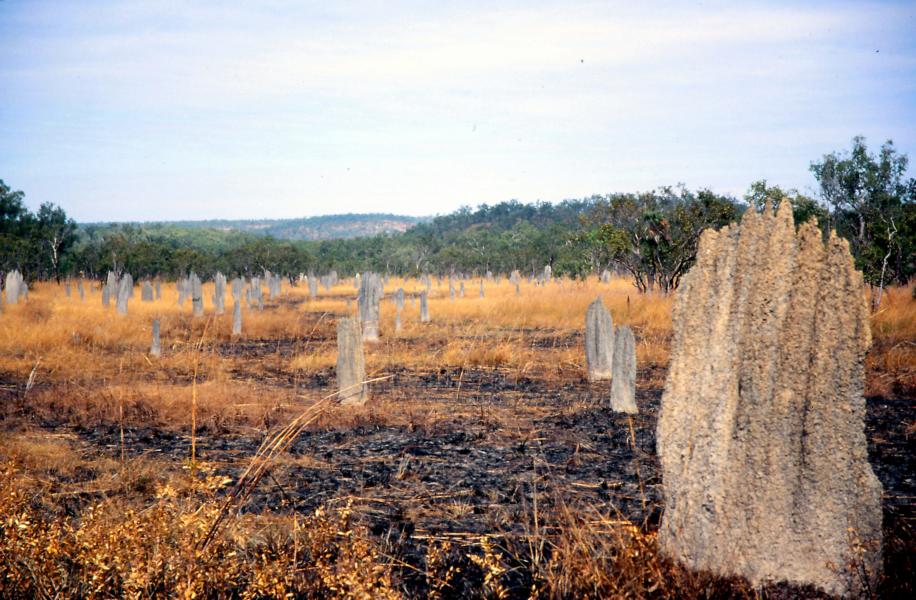 Magnetic Termite Mounds 