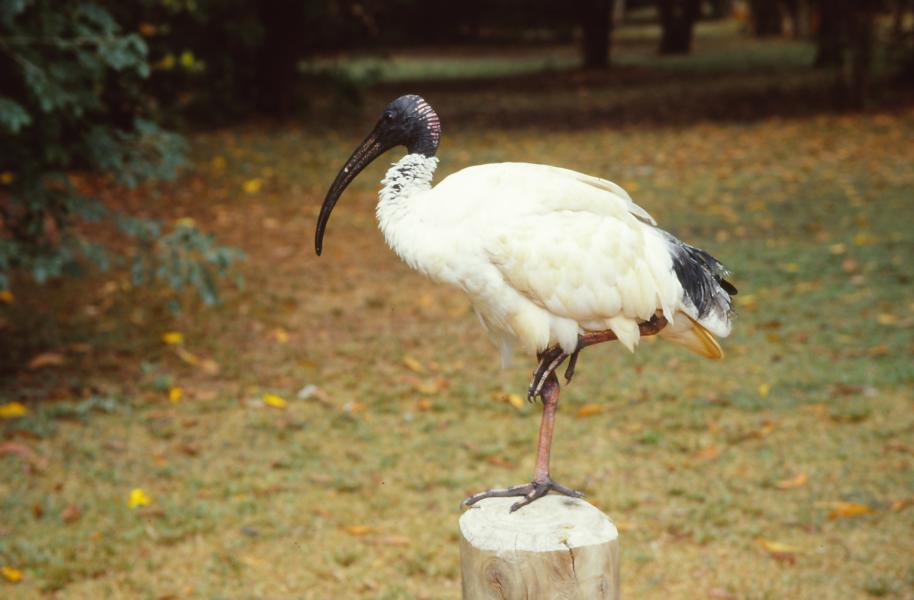 Weißer Ibis