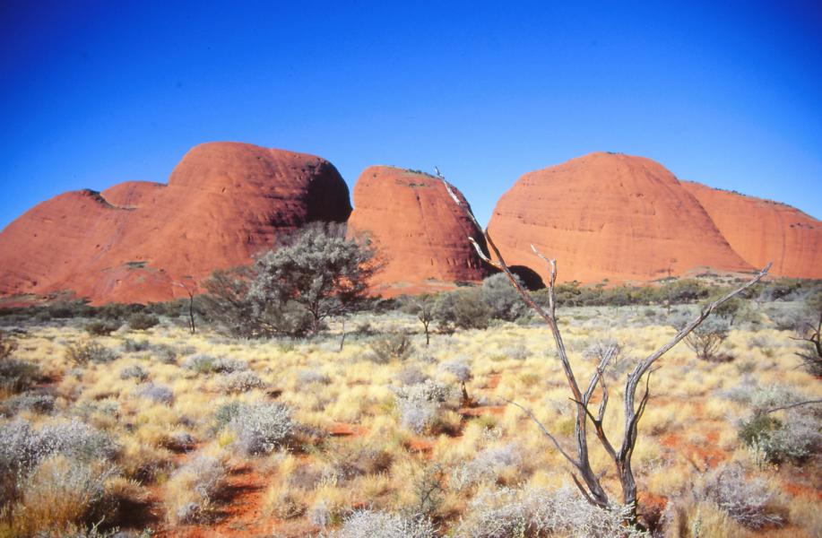 Spinifex (Triodia) bedeckt große Gebiete des ariden Zentralaustralien.