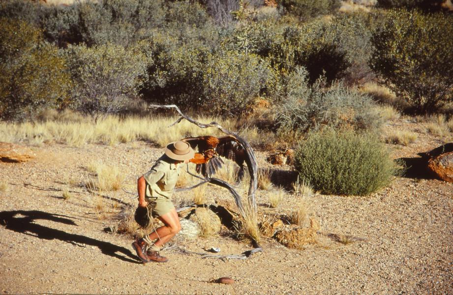 Greifvogelshow im Alice Springs Desert Park.