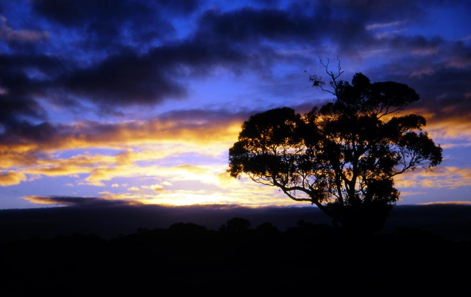 Sonnenuntergang in Healesville.