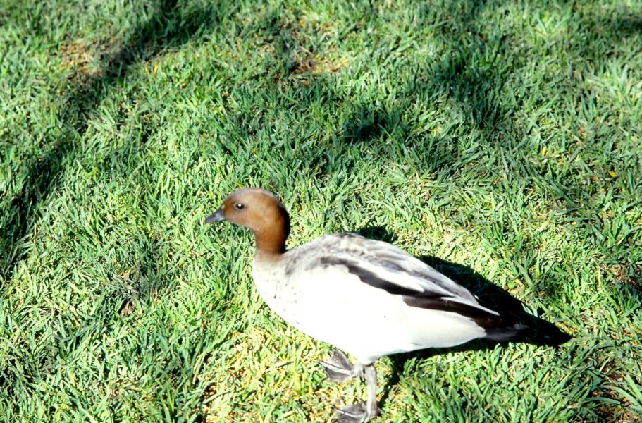 Gans auf der Futtersuche in  den Parkanlagen.