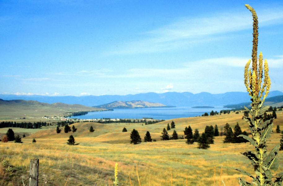 Bevor wir in den Waterton Glacier International Peace Park fuhren, verweilten wir am Flathead Lake. Dieser See im Nordwesten des US-Bundesstaates Montana ist der größte in Montana und gleichzeitig der größte Süßwassersee im Westen der Vereinigten Staaten. Er zählt zu den saubersten Seen seiner Größe. Der Flathead Lake ist benannt nach dem Indianerstamm der Flathead. Ungewöhnlich ist das milde Klima in der Flatheadsenke.