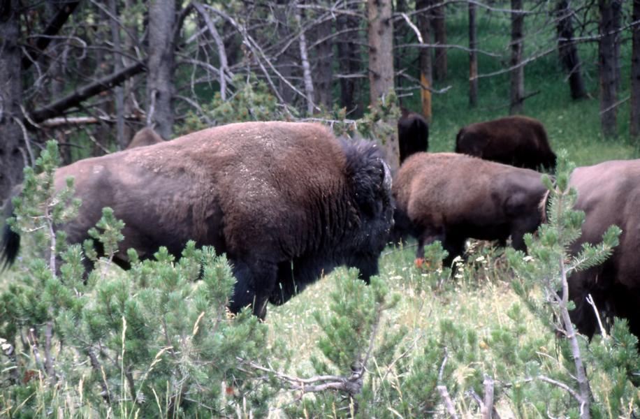 Teil einer Bisonherde.