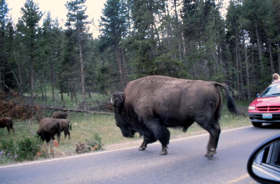 Bisonbulle wechselt die Straße.