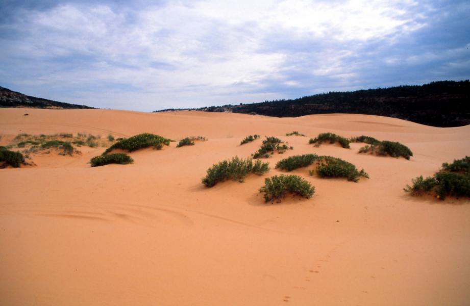 Coral Pink Sand Dunes State Park