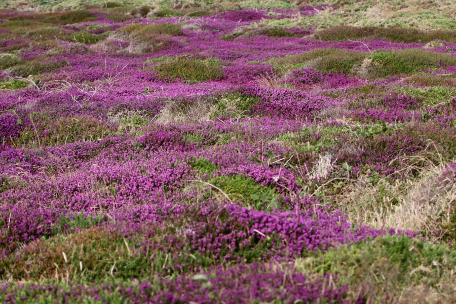 Wunderschön blühende Heideflächen am Land