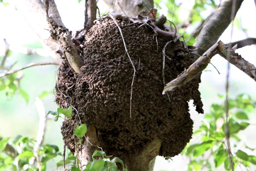 Termiten bauen in den Regenwäldern Costa Ricas ihre Nester in Bäumen.