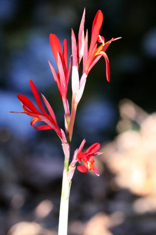 Heliconia