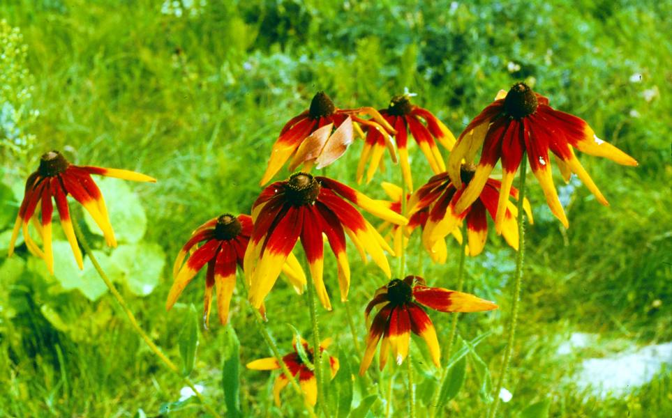 Blumen im Bauerngarten.