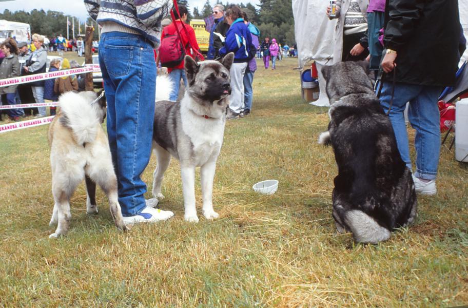 Hundeschau bei den Highland Games.