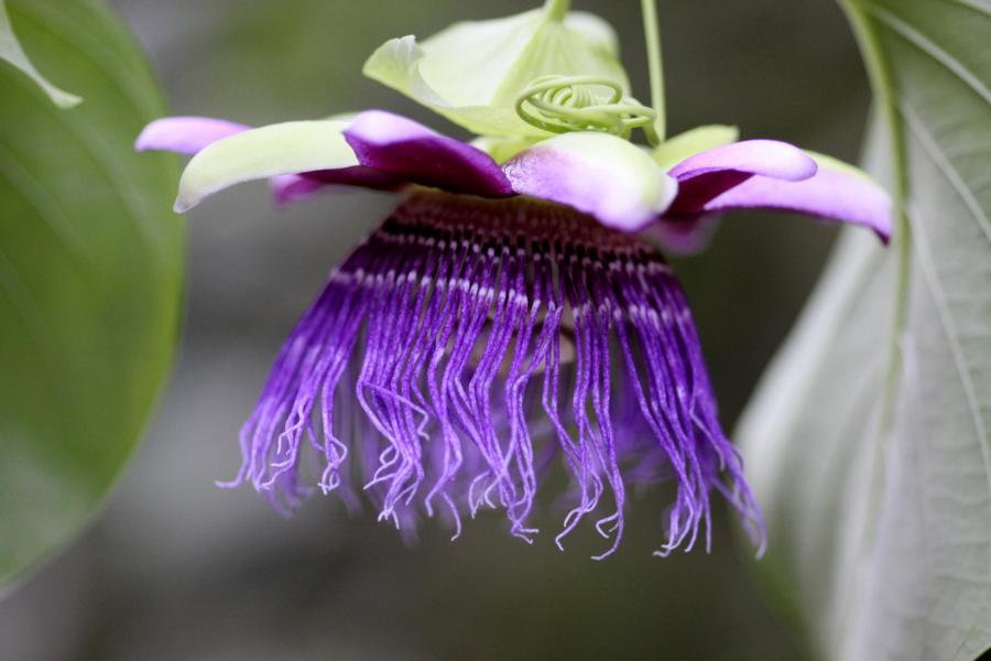 Herrlich anzusehen war die nur noch selten anzutreffende Königsgranadilla, eine Passionsblumenart. 