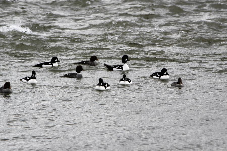 Männliche und weibliche Spatelenten am Mavatn