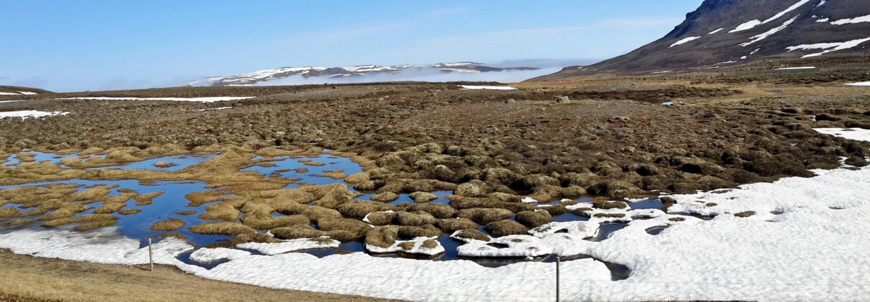 Hochmoor zwischen Kopasker und Porshöfn im Norden Islands