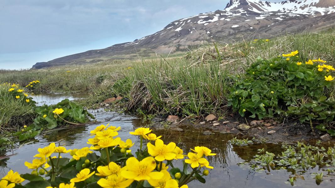 In der Talsenke bei Borgarfjödur