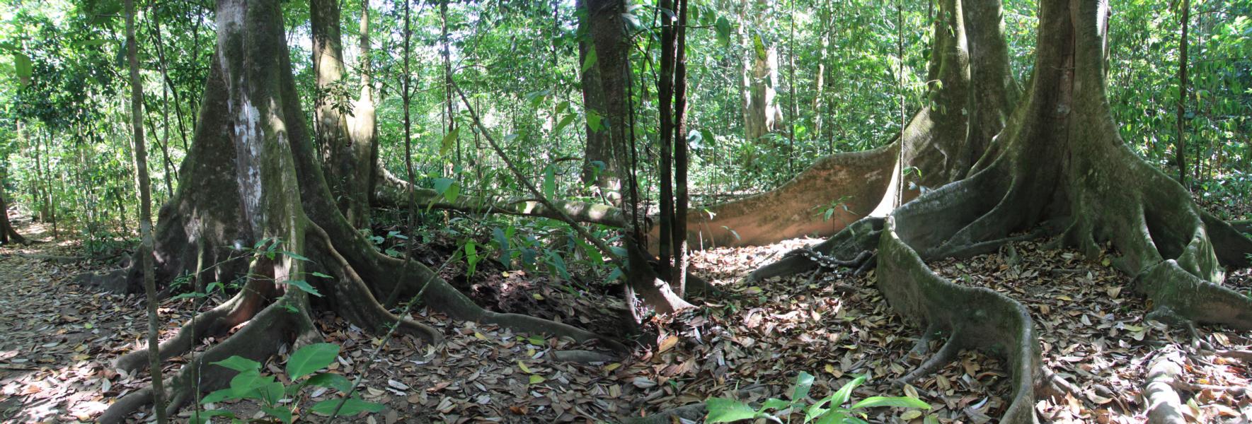 Unter den Hunderten verschiedener Baumarten im Cocovado-Nationalpark sind Riesenexemplare von bis zu 80 Meter Höhe und mit drei Meter dicken Stämmen zu finden.