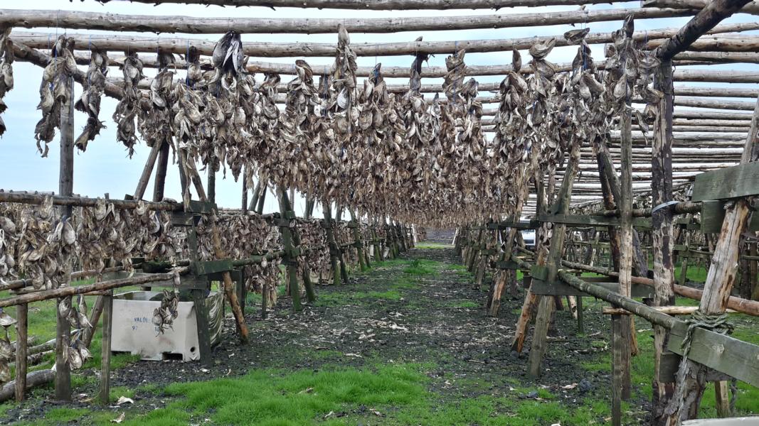 Fischtrockenanlage bei Grindavik