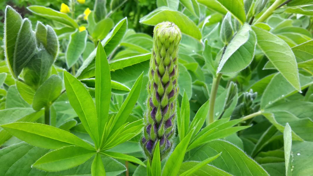 Knospenstand einer Lupine