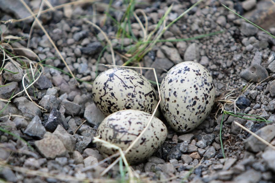 Nest des Austernfischers