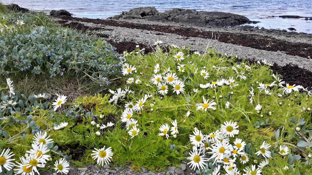 Flora am Mjoifjördur