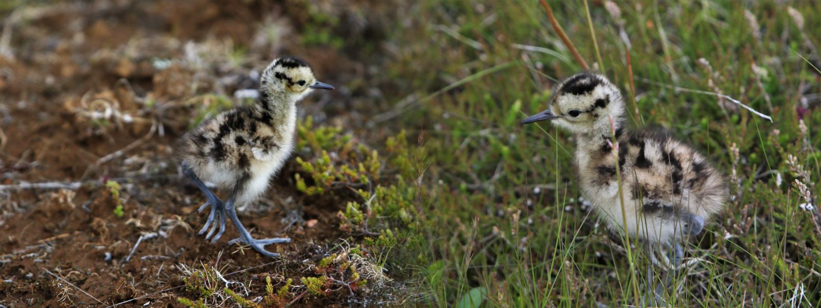 Küken des Regenbrachvogels