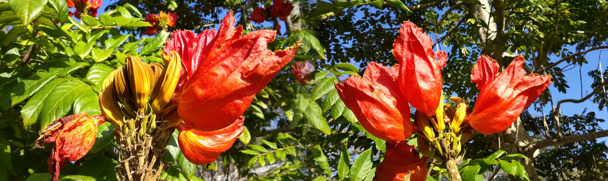 Afrikanischer Tulpenbaum